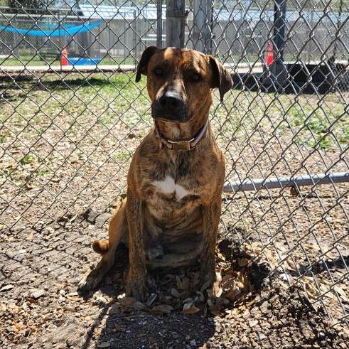 Luke, a Adoptable mixed breed in Corpus Christi, TX image 3/6