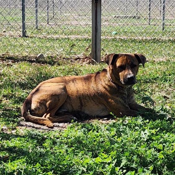 Luke, a Adoptable mixed breed in Corpus Christi, TX image 4/6