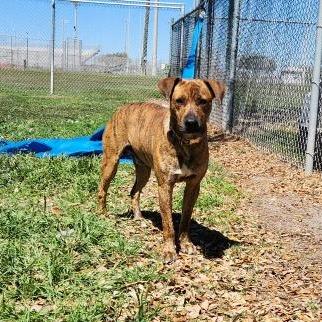Luke, a Adoptable mixed breed in Corpus Christi, TX image 5/6