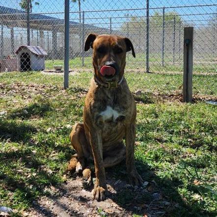 Luke, a Adoptable mixed breed in Corpus Christi, TX image 6/6