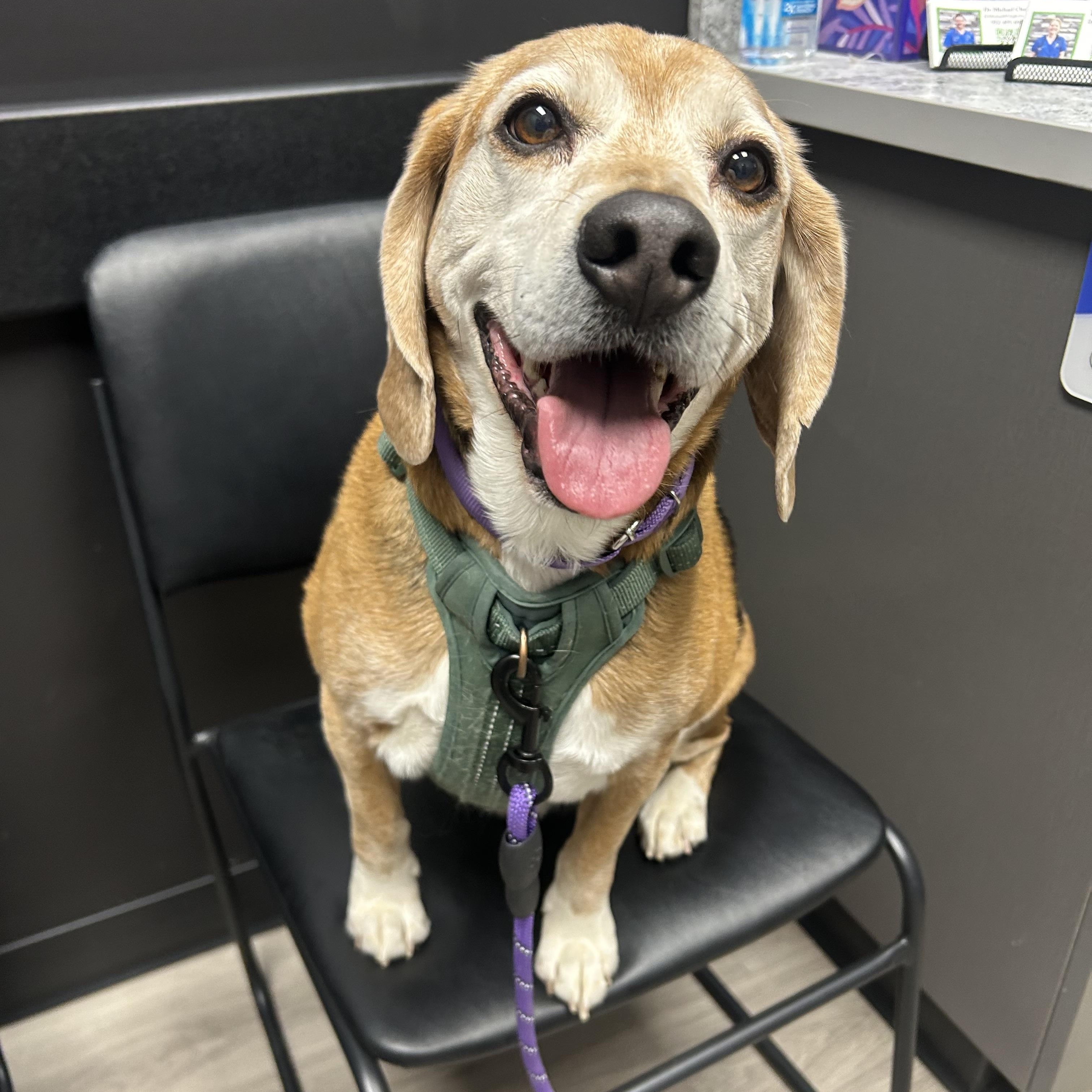 Enlarge Flash, a ADOPTABLE Beagle in St. Paul, MN image 5/5