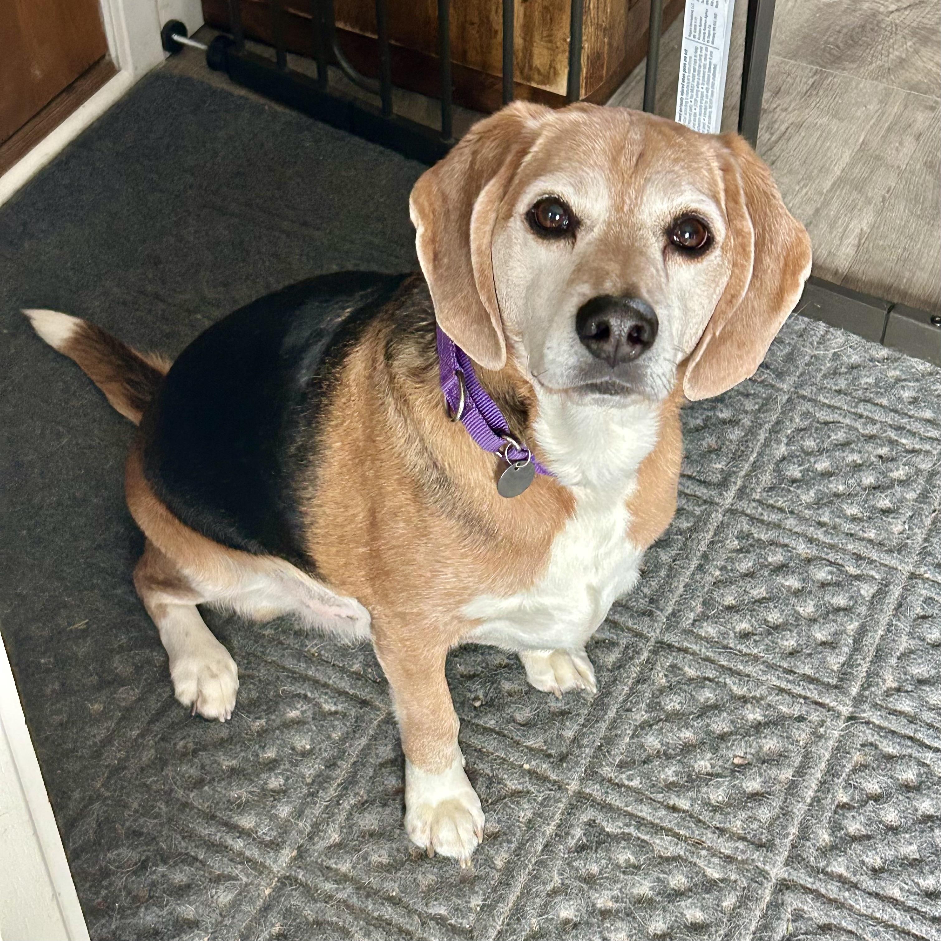 Enlarge Flash, a ADOPTABLE Beagle in St. Paul, MN image 3/5