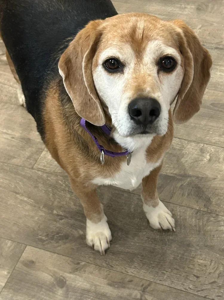 Enlarge Flash, a ADOPTABLE Beagle in St. Paul, MN image 2/5