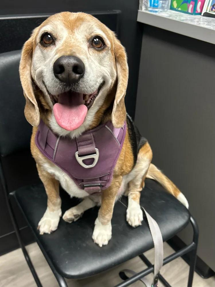 Enlarge Flash, a ADOPTABLE Beagle in St. Paul, MN image 1/5