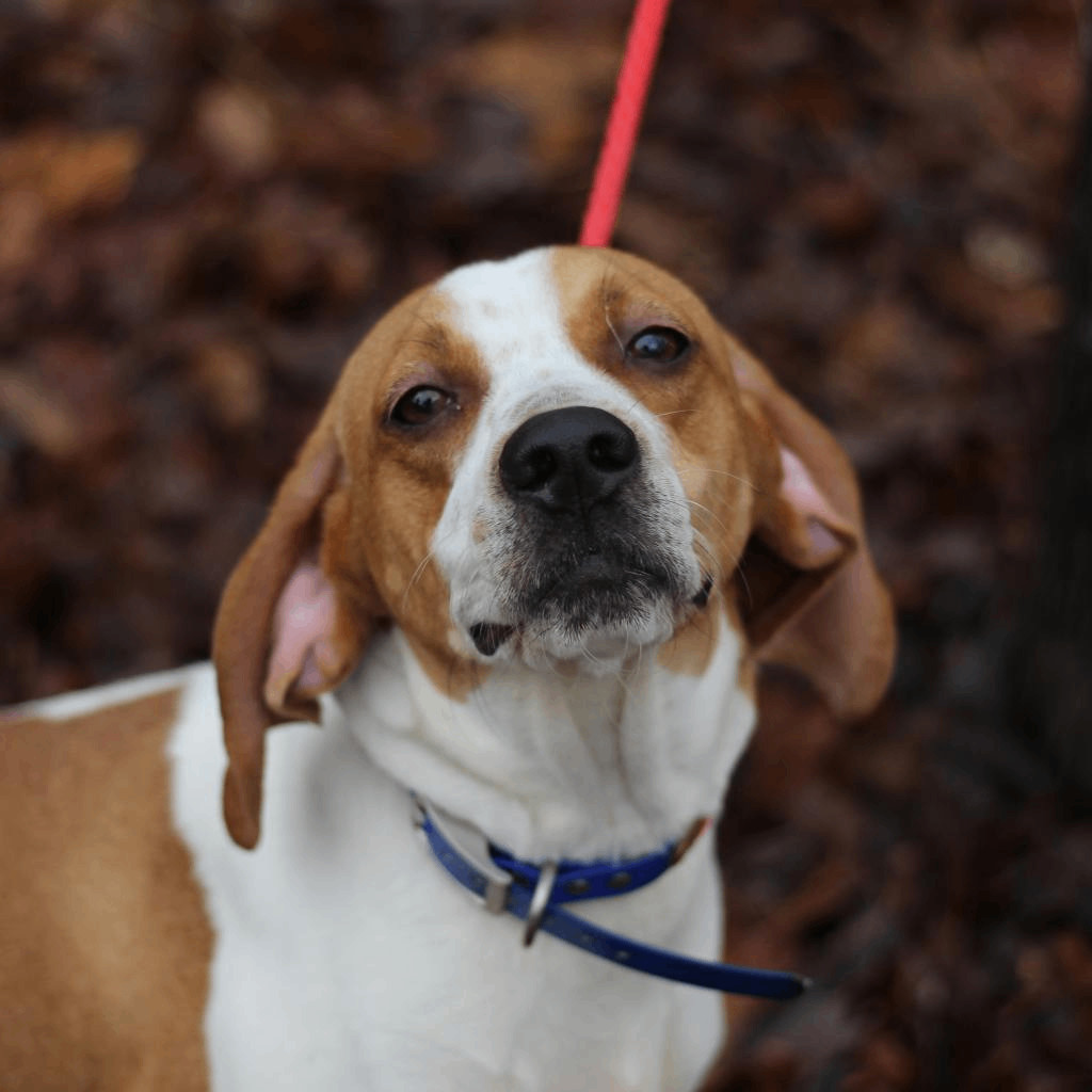 Enlarge Rosalind, a Adopted mixed breed in Lyndhurst, VA image 1/1