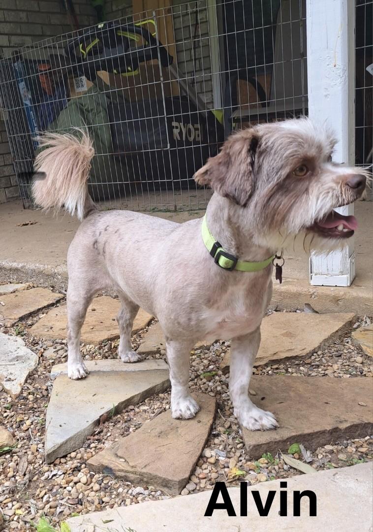 Enlarge ALVIN, a ADOPTABLE mixed breed in fort worth, TX image 3/3