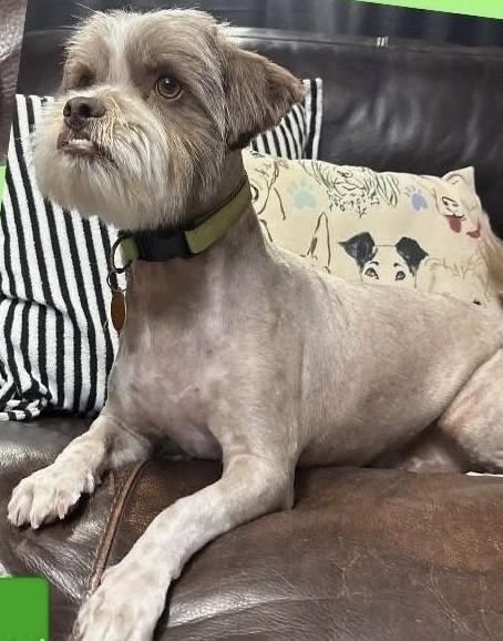 ALVIN, ADOPTABLE, Adult Male Shih Tzu.
