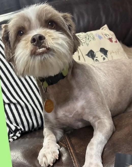 Enlarge ALVIN, a ADOPTABLE mixed breed in fort worth, TX image 2/3