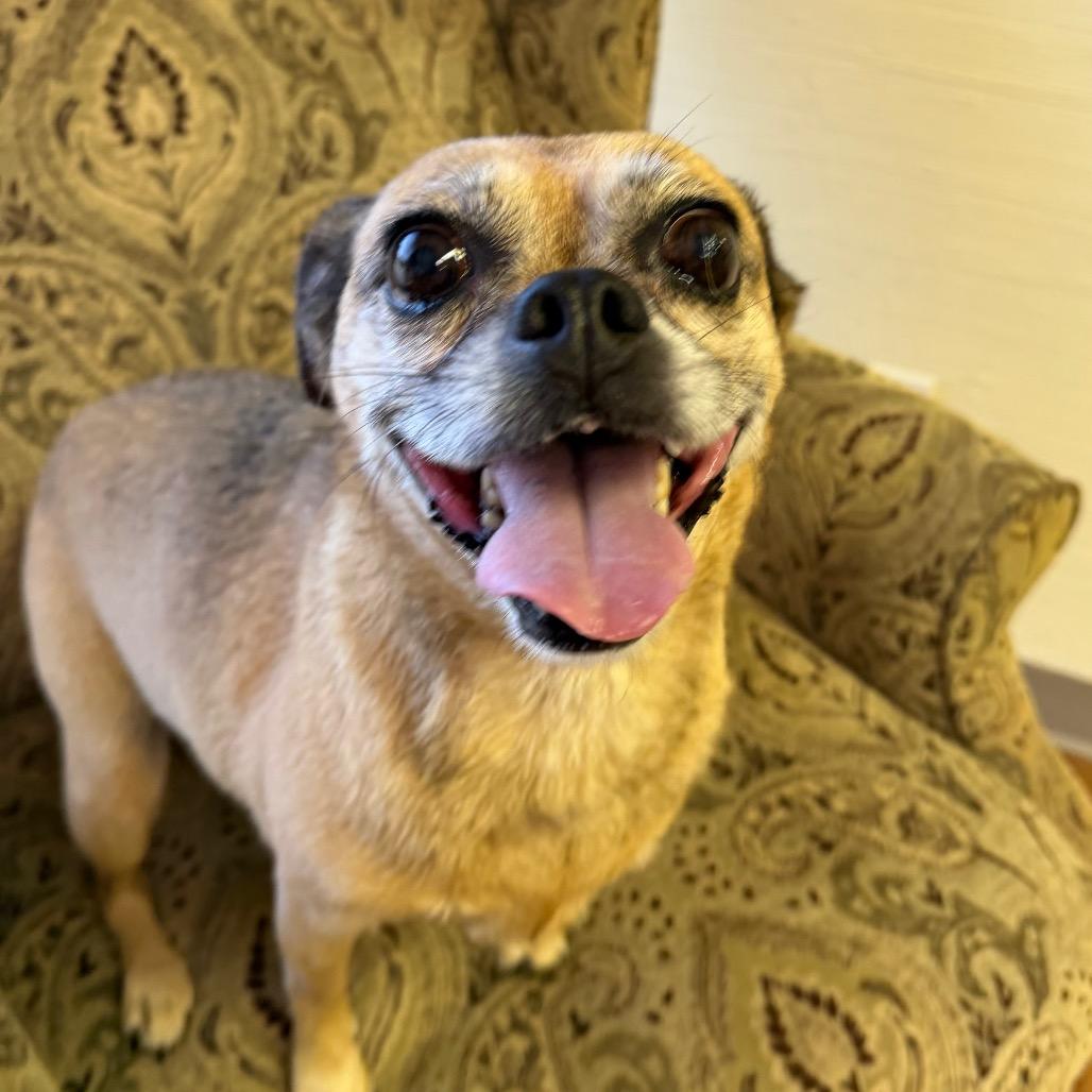 Cutie Pie C-34370, Adoptable, Adult Female Chihuahua & Pug.