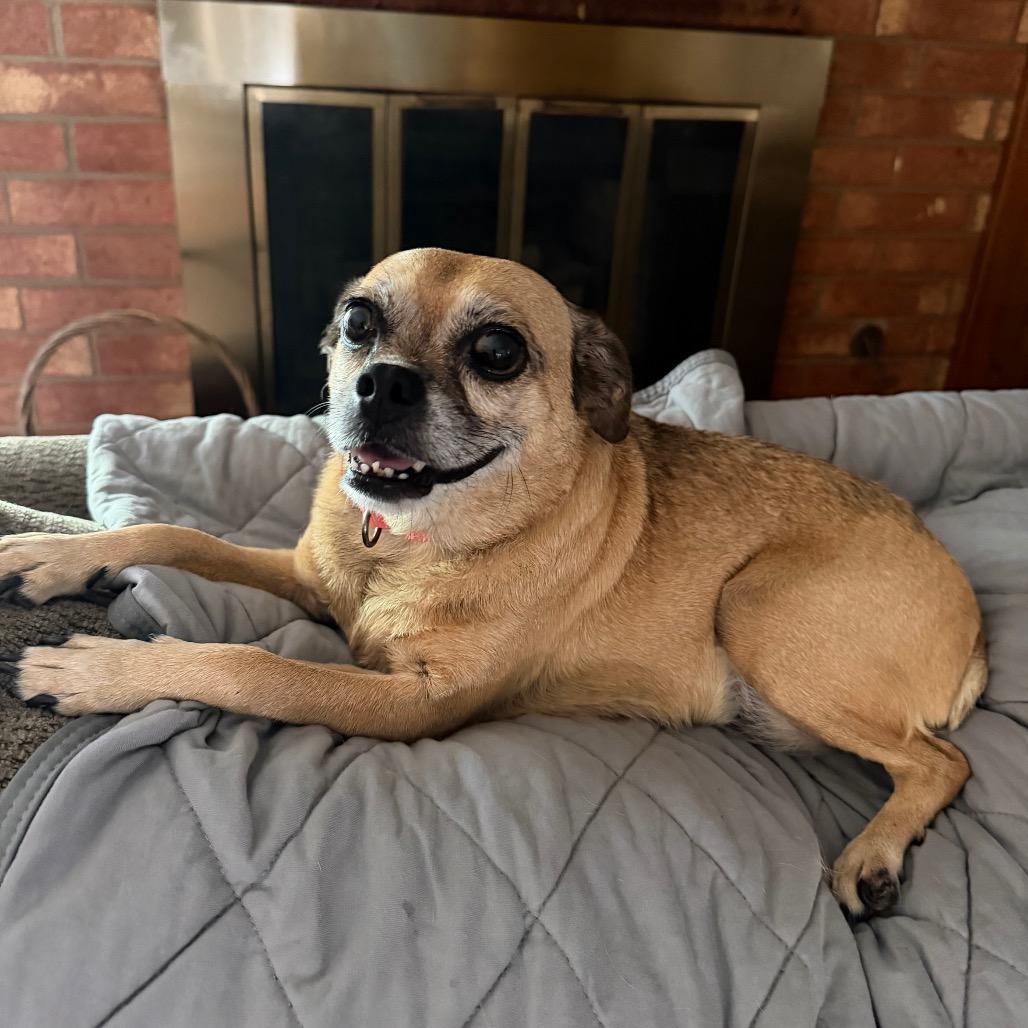 Cutie Pie C-34370, a Adoptable mixed breed in Oklahoma City, OK image 3/5