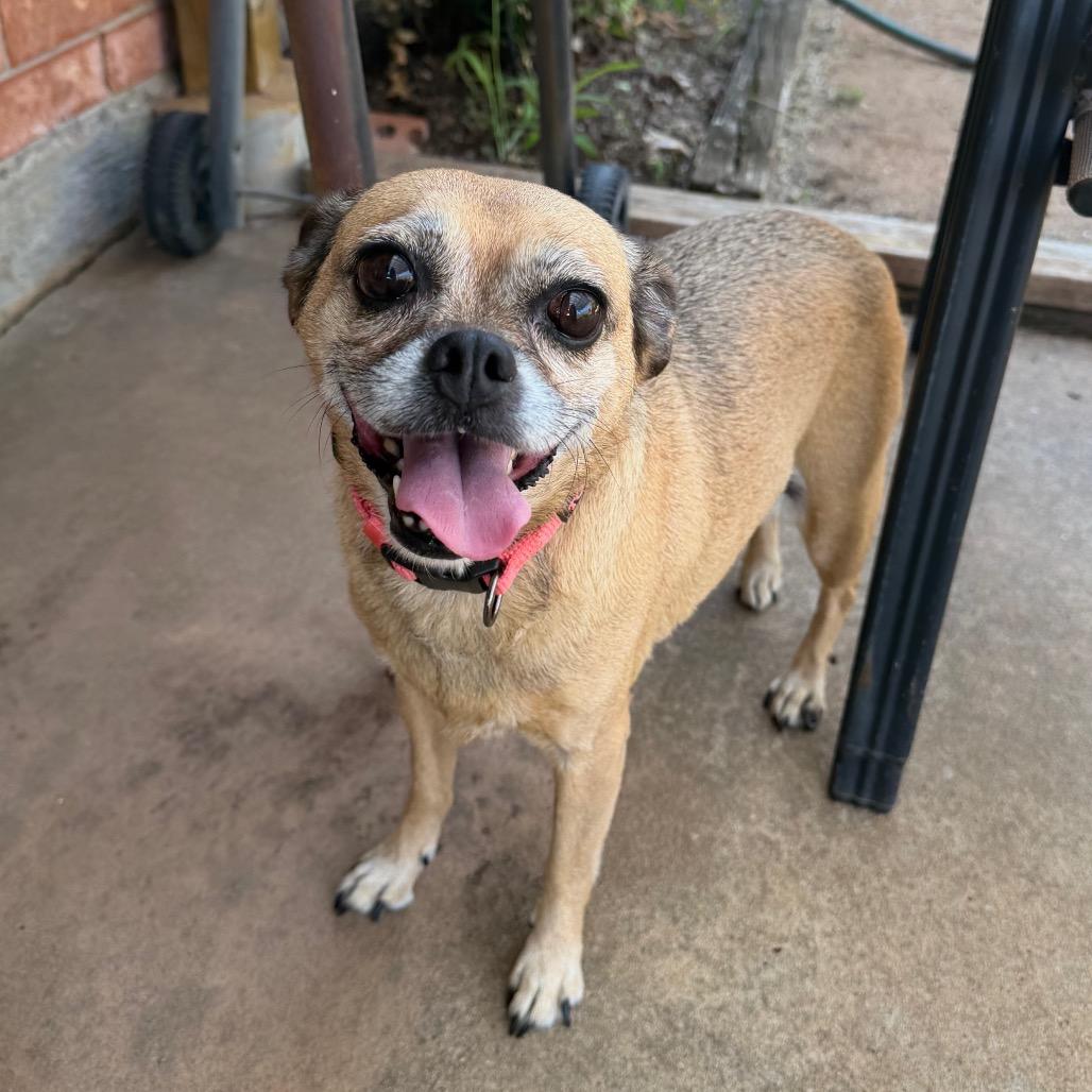 Cutie Pie C-34370, a Adoptable mixed breed in Oklahoma City, OK image 4/5