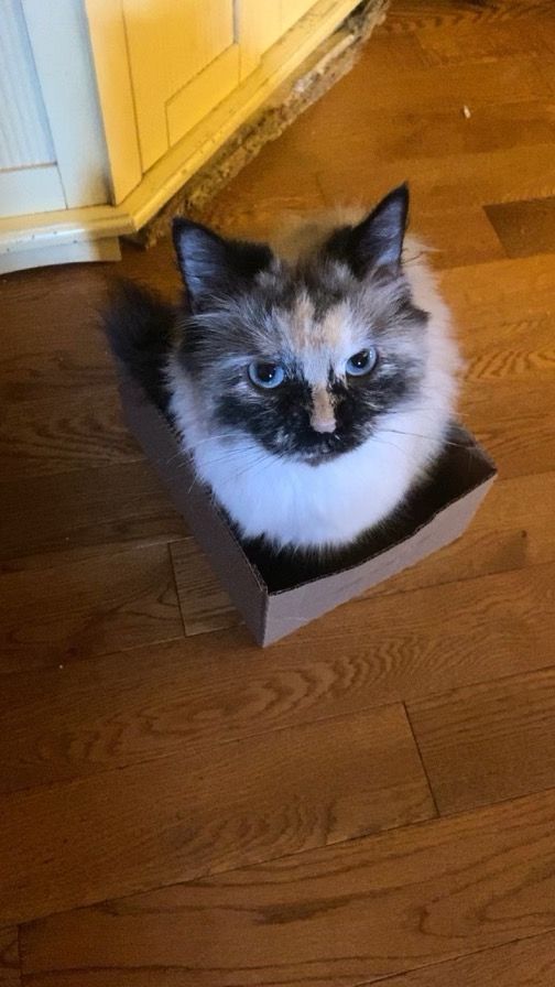 CLEO, Adopted, Adult Female Himalayan.