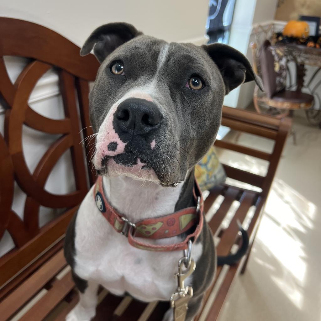 Selma, a Adoptable Pit Bull Terrier in Spring, TX image 1/6