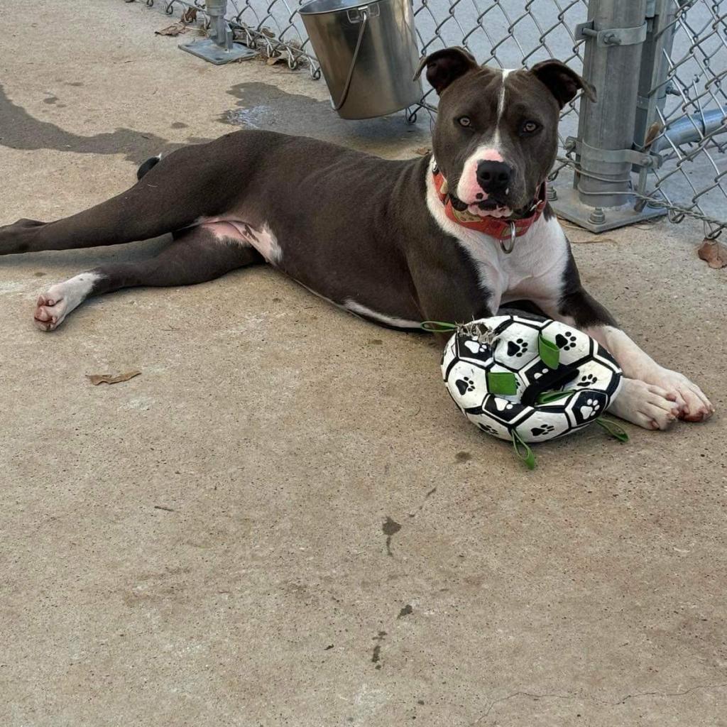 Selma, a Adoptable Pit Bull Terrier in Spring, TX image 3/6