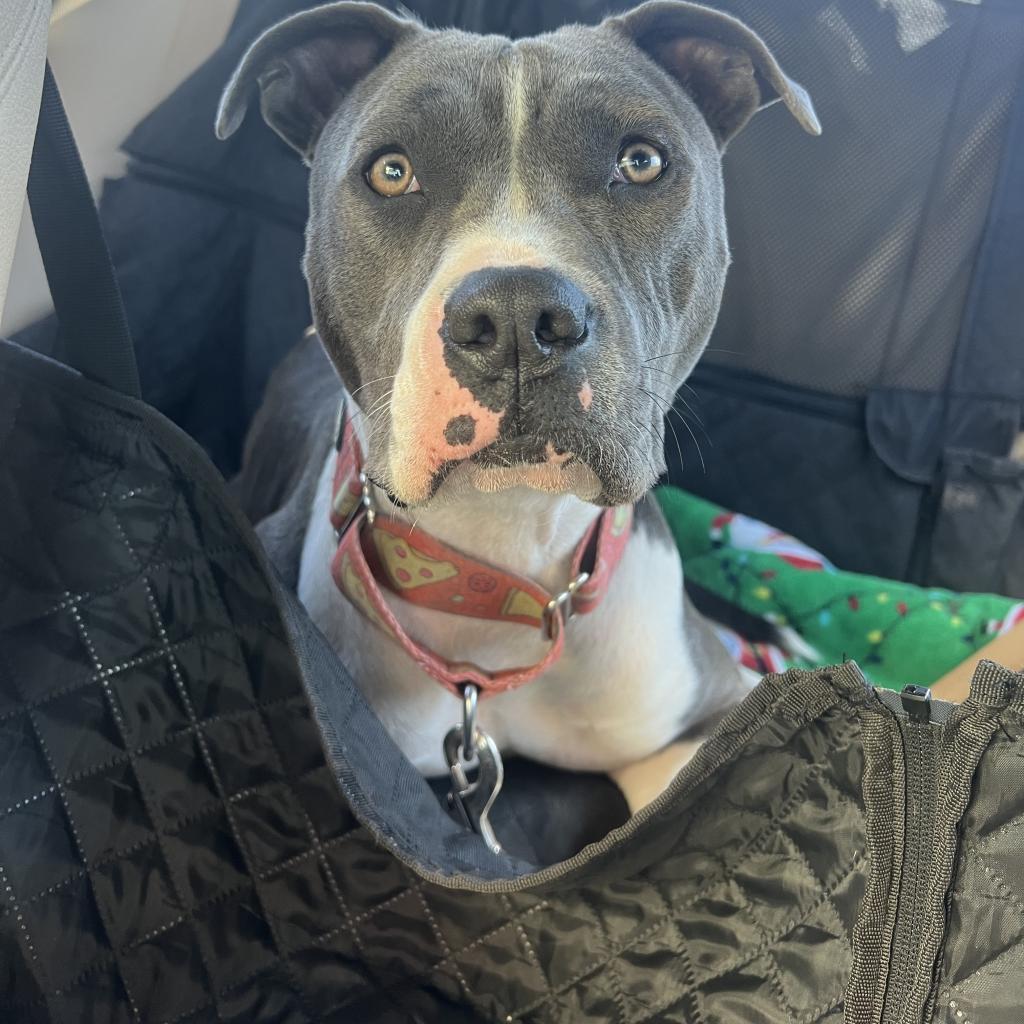 Selma, a Adoptable Pit Bull Terrier in Spring, TX image 4/6