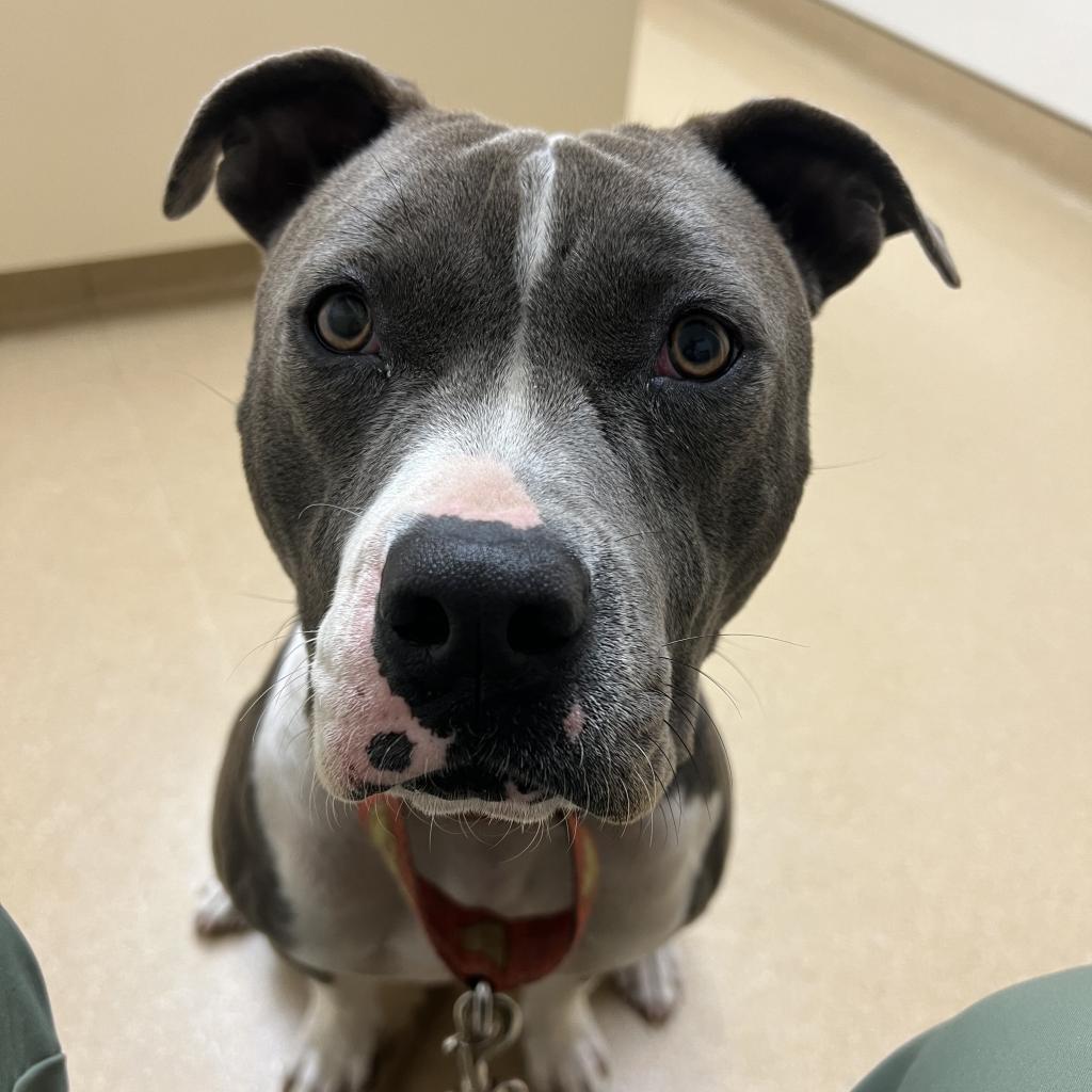 Selma, a Adoptable Pit Bull Terrier in Spring, TX image 5/6