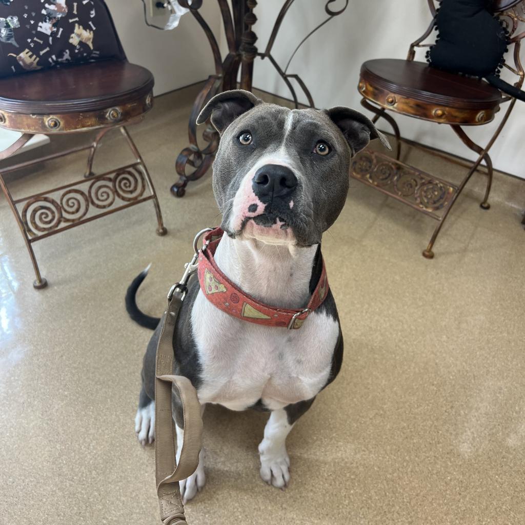 Selma, a Adoptable Pit Bull Terrier in Spring, TX image 6/6