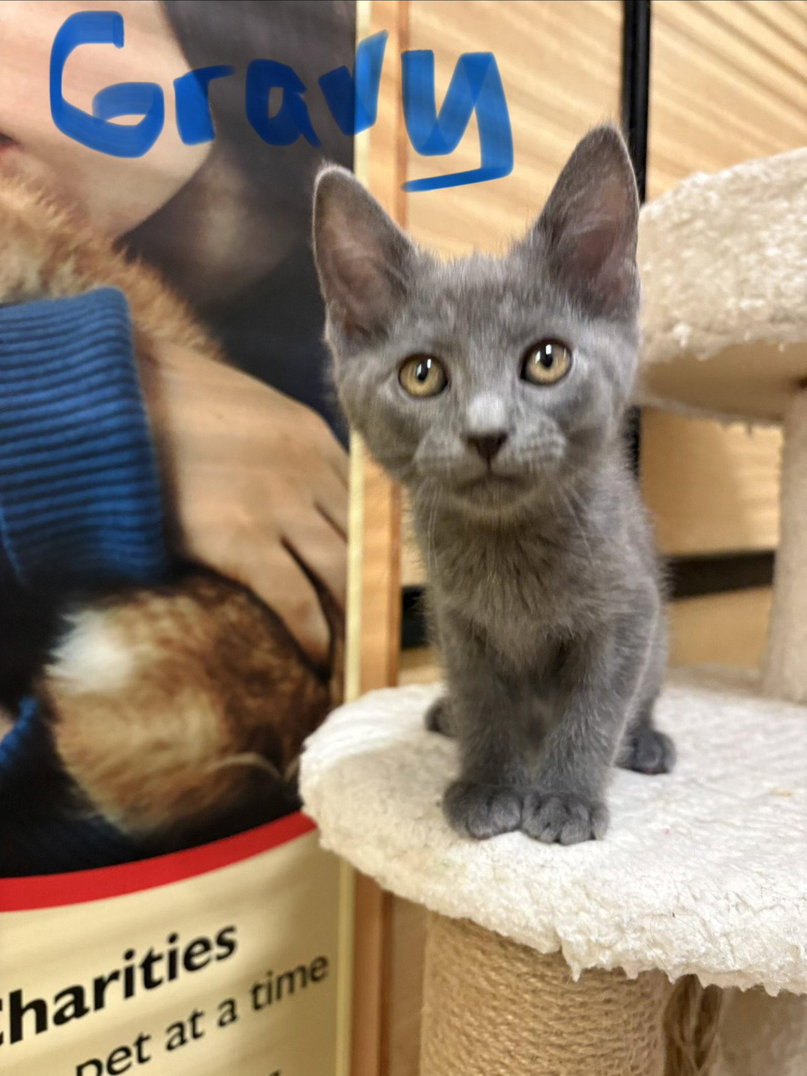 Gravy, Adoptable, Kitten Male Domestic Short Hair.