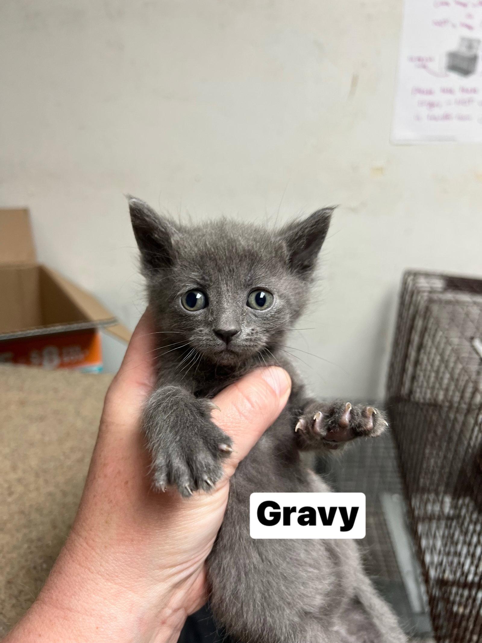 Enlarge Gravy, a Adoptable Domestic Short Hair in Yardley, PA image 2/3