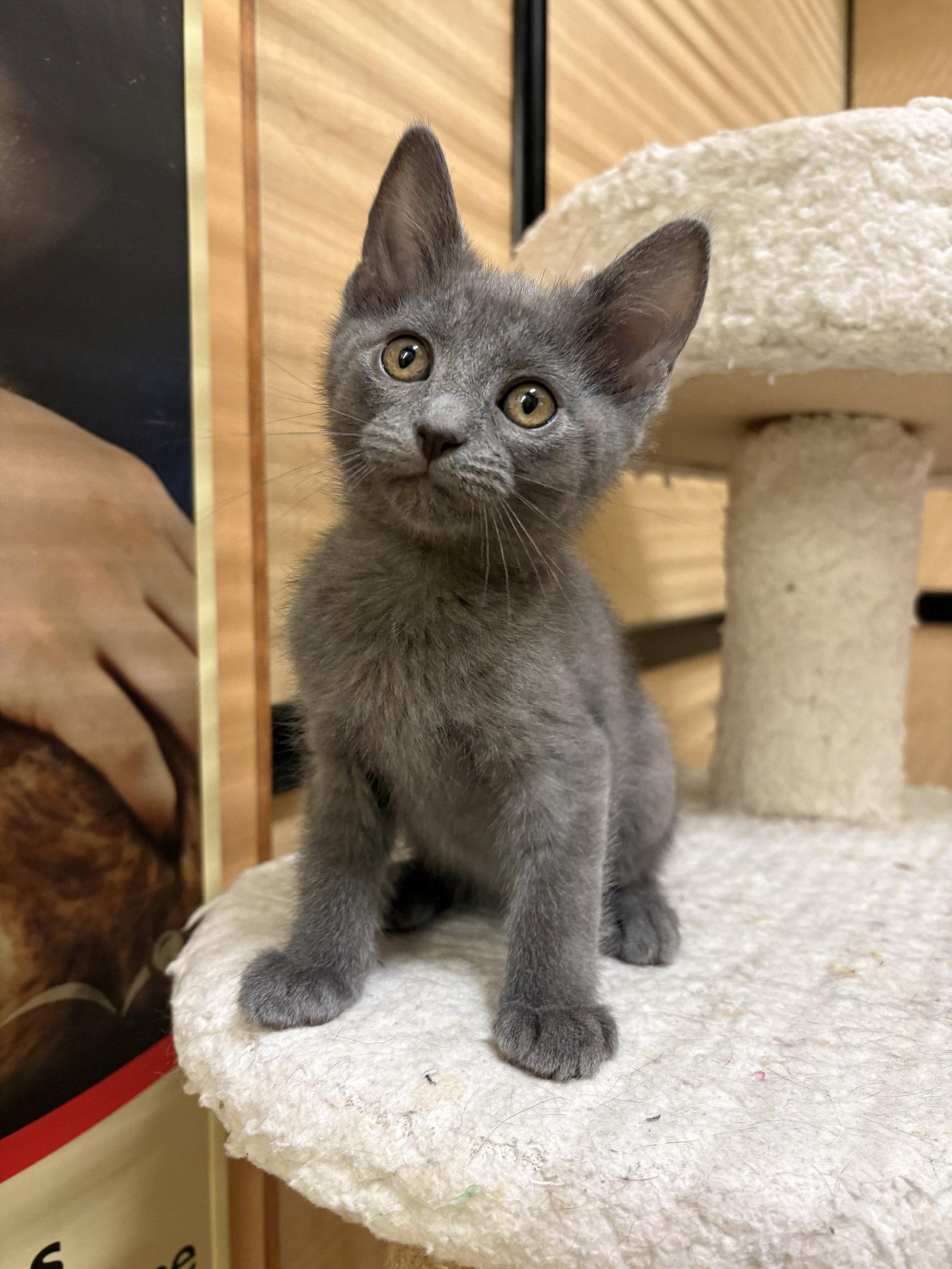 Enlarge Gravy, a Adoptable Domestic Short Hair in Yardley, PA image 3/3
