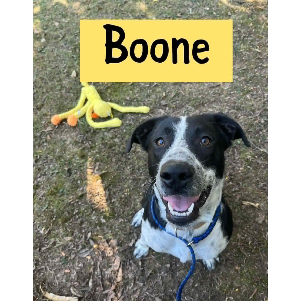 Boone, Adoptable, Adult Male Mixed Breed.