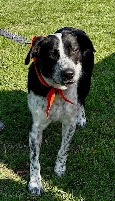 Enlarge Boone, a Adoptable mixed breed in Princeton, IN image 3/3