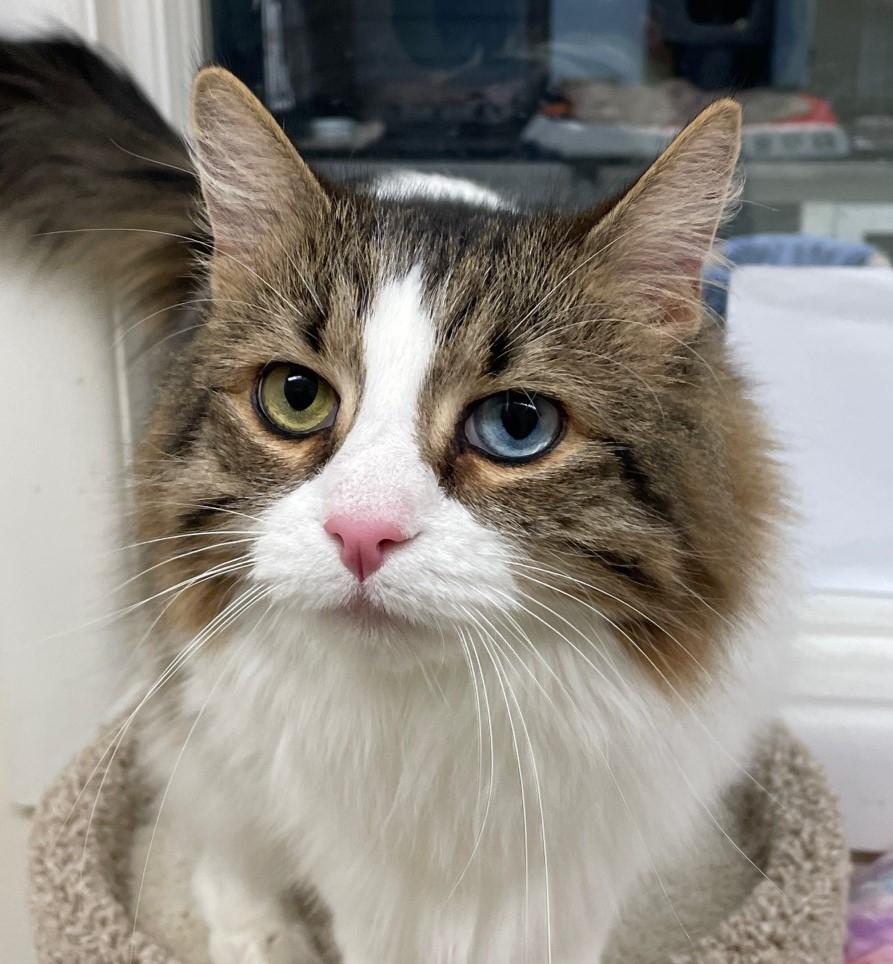 Maxx, ADOPTABLE, Adult Male Domestic Long Hair.