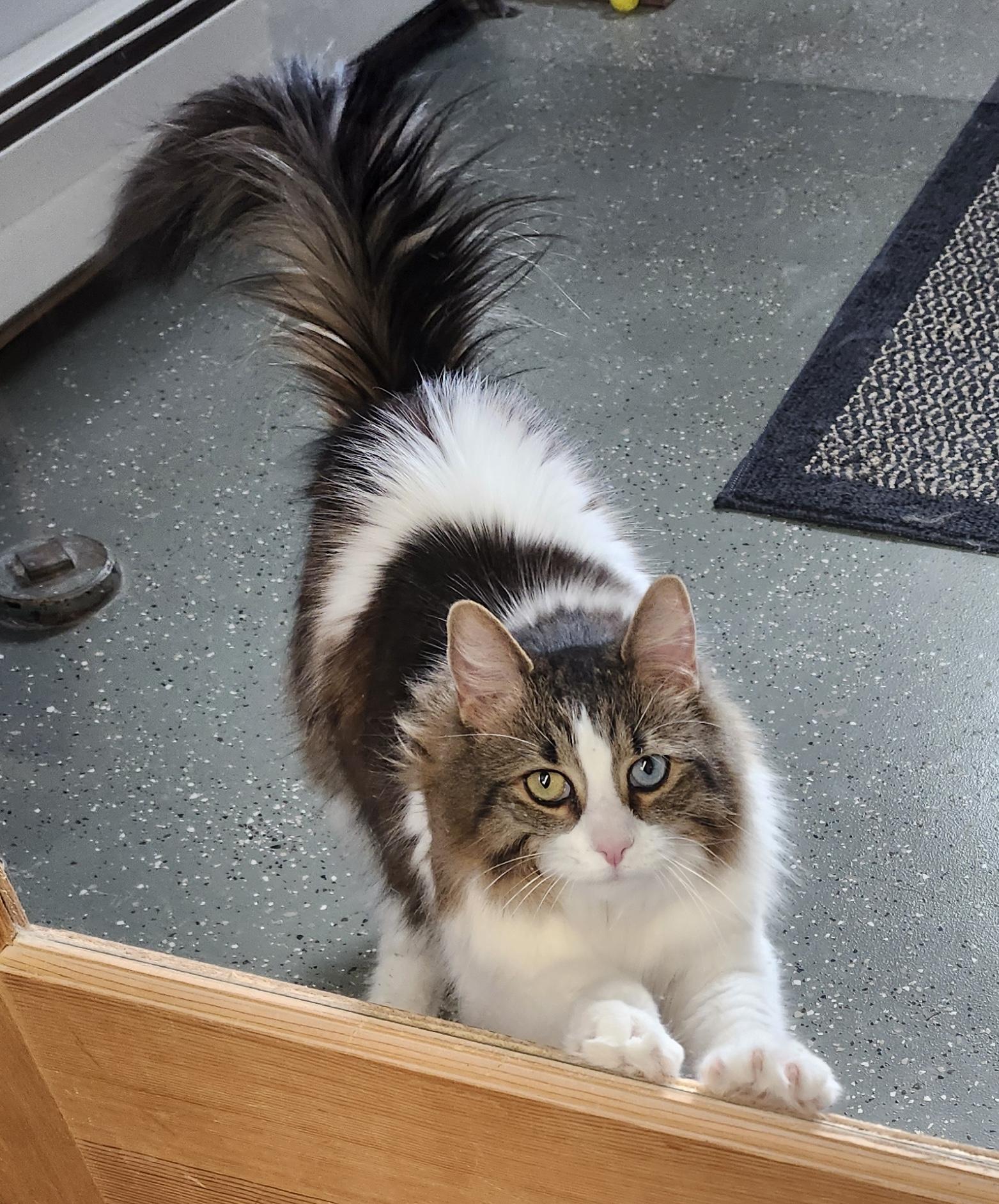 Enlarge Maxx, a ADOPTABLE Domestic Long Hair in Norton, MA image 2/2