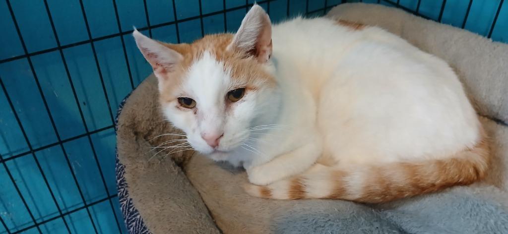 Enlarge Cornbread, a Adoptable mixed breed in Crocker, MO image 1/1