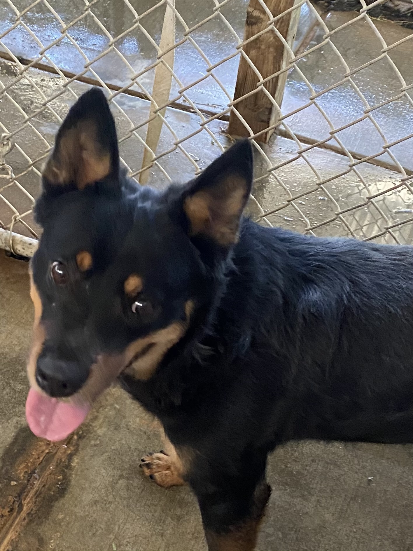 Kujo, a Adoptable mixed breed in Tonopah, AZ image 1/4