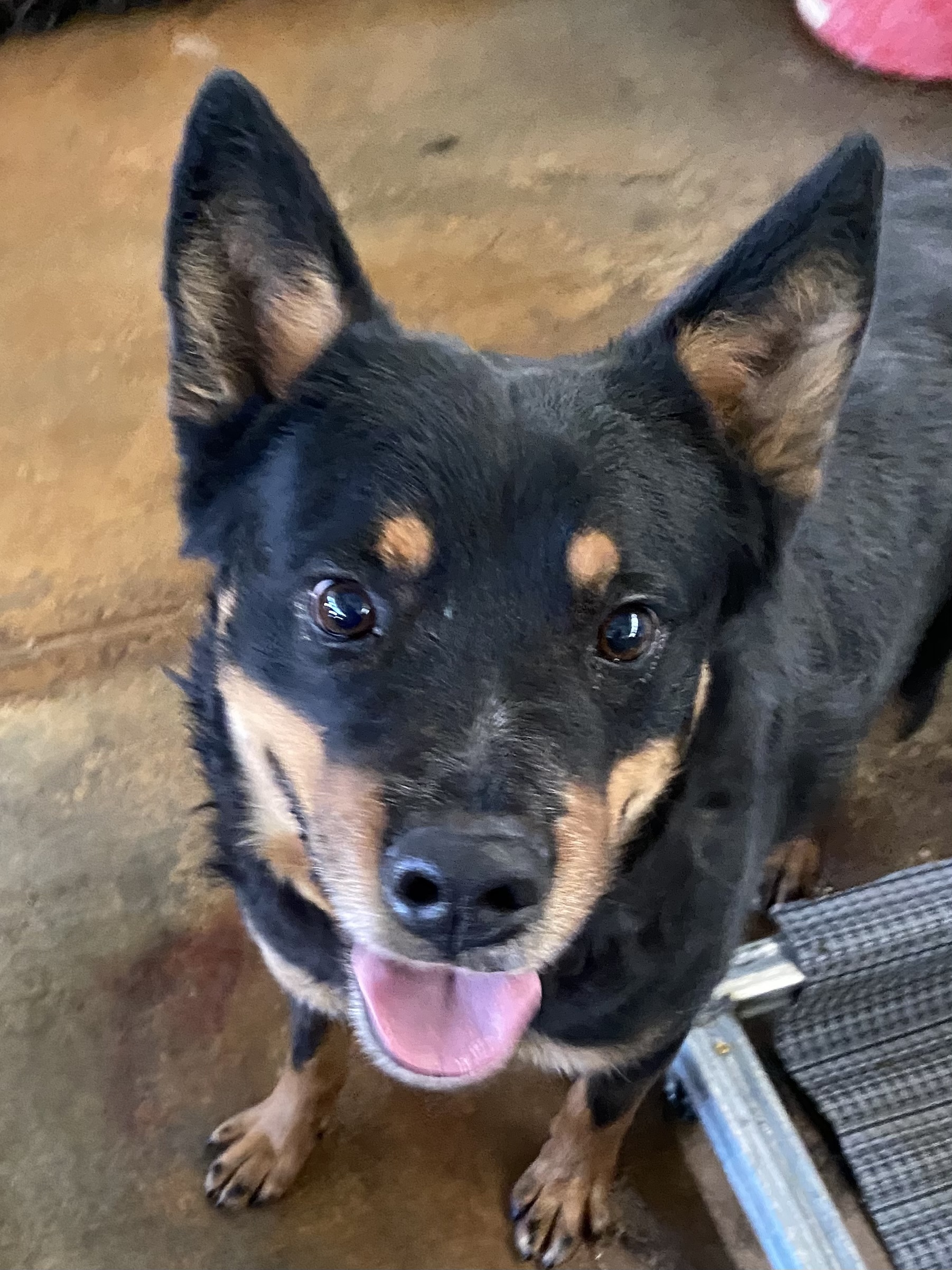 Kujo, Adoptable, Adult Male German Shepherd Dog & Rottweiler.
