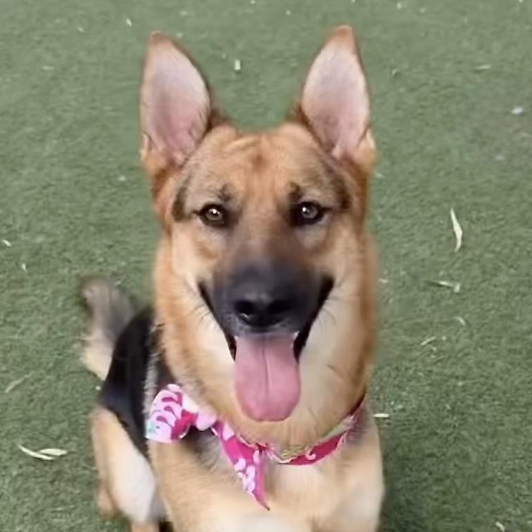 Sheba / Foster Needed!
