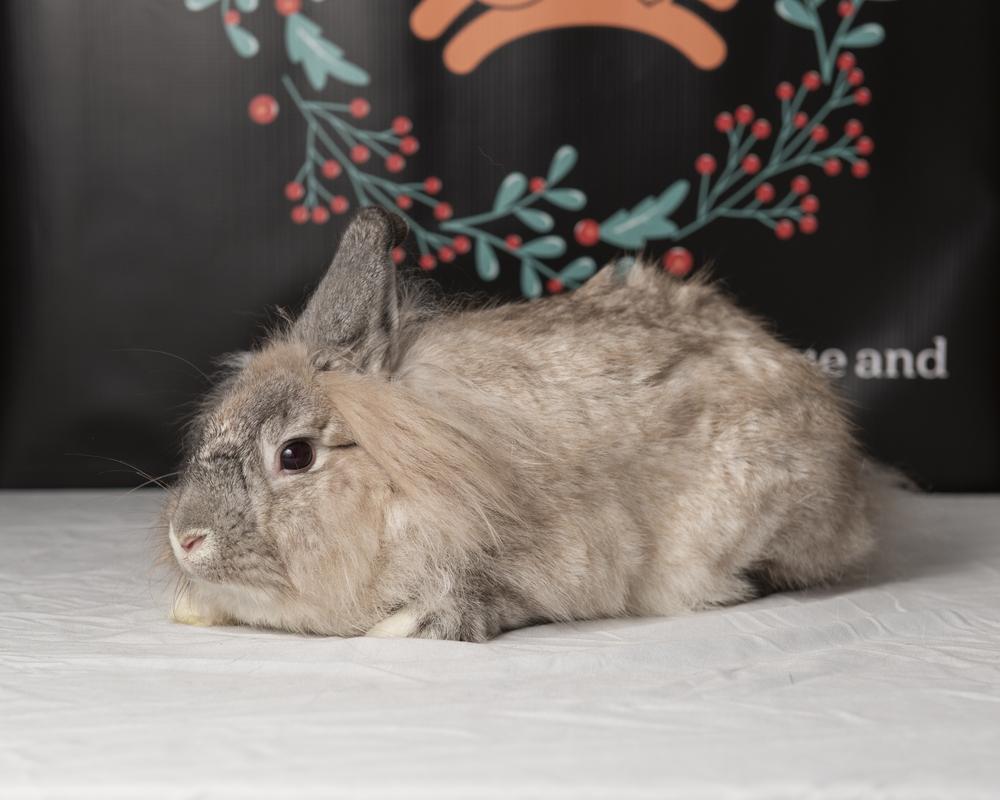Enlarge Maisie, a Adoptable Lionhead in Deltona, FL image 1/2