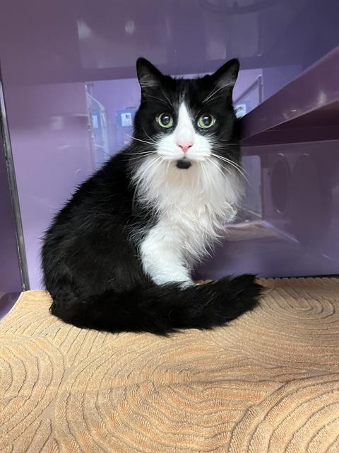 Enlarge ROXY, a Adoptable Domestic Long Hair in Santa Cruz, CA image 1/1