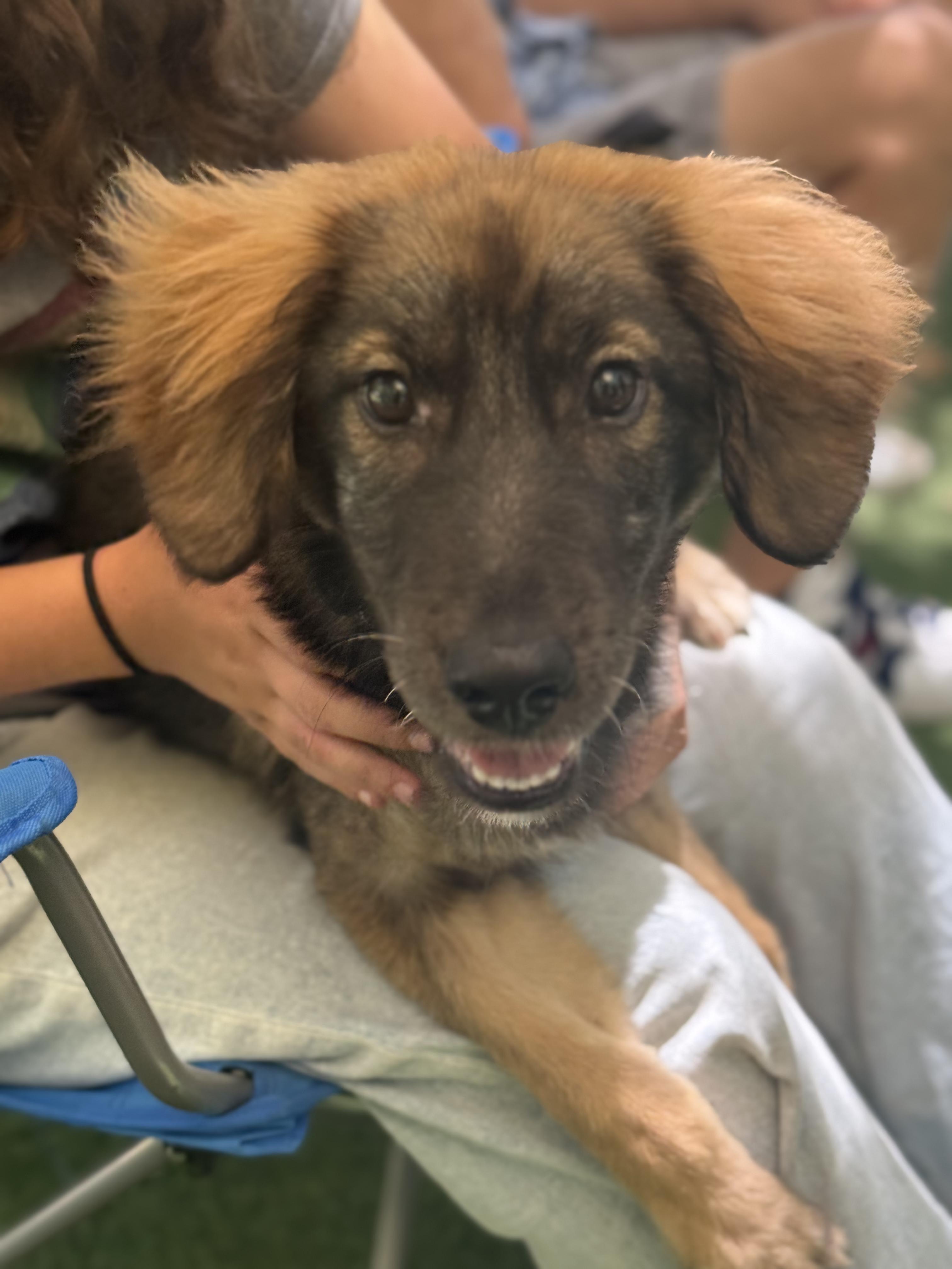 Ziggy, adopted, Puppy Male Labrador Retriever & Shepherd.