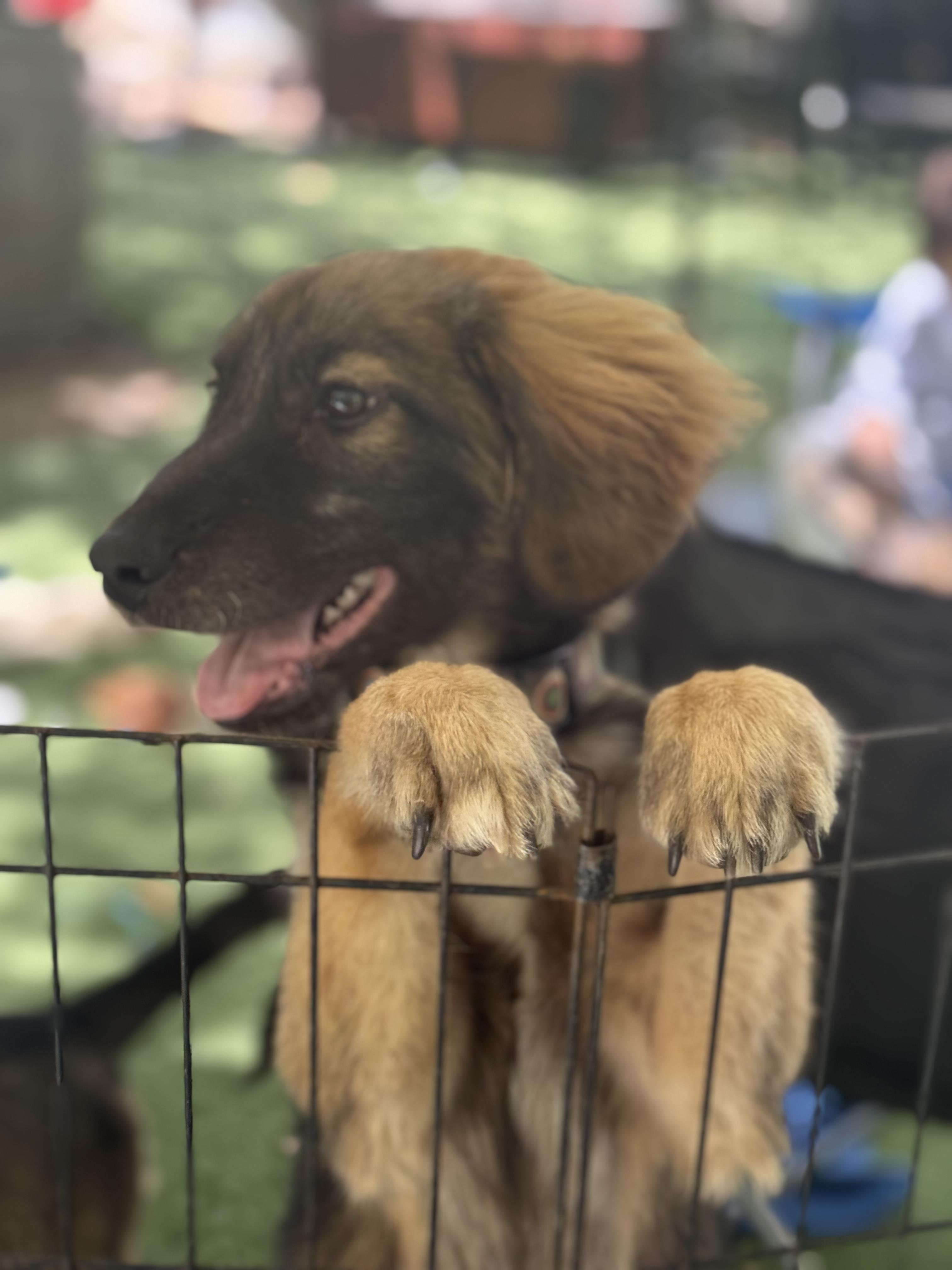 Enlarge Ziggy, an adopted mixed breed in San Diego, CA image 4/5