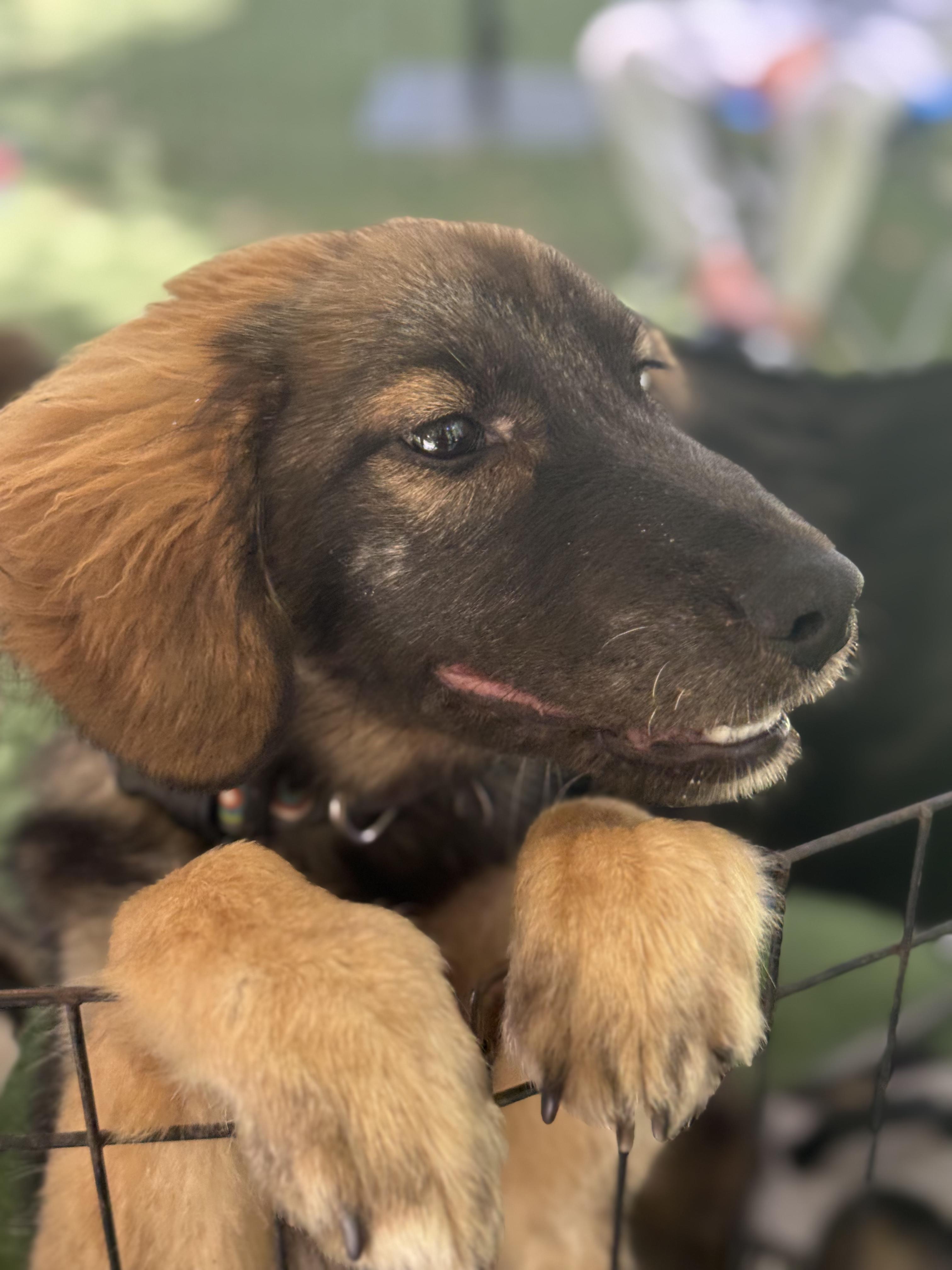 Enlarge Ziggy, an adopted mixed breed in San Diego, CA image 2/5