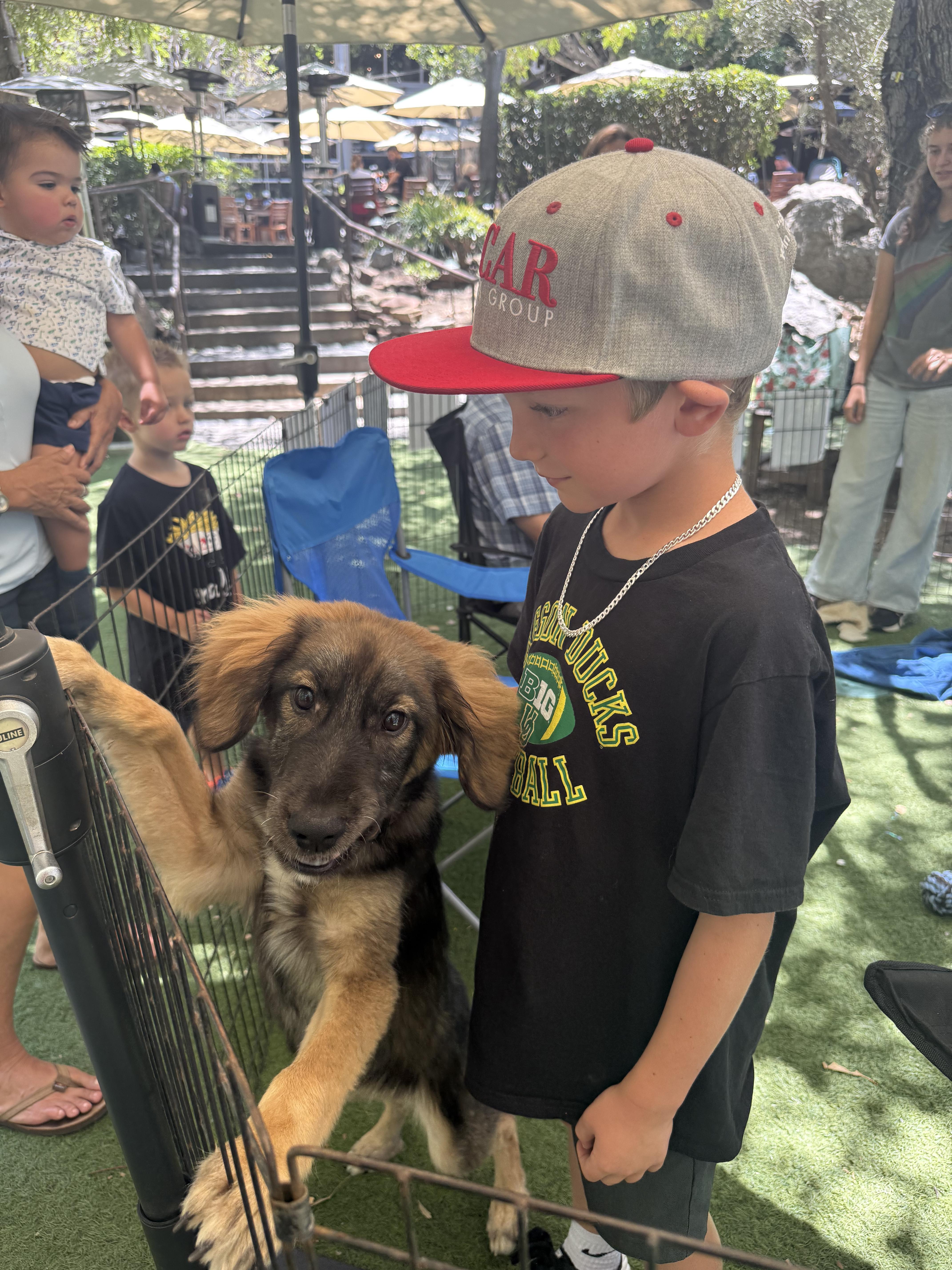 Enlarge Ziggy, an adopted mixed breed in San Diego, CA image 5/5