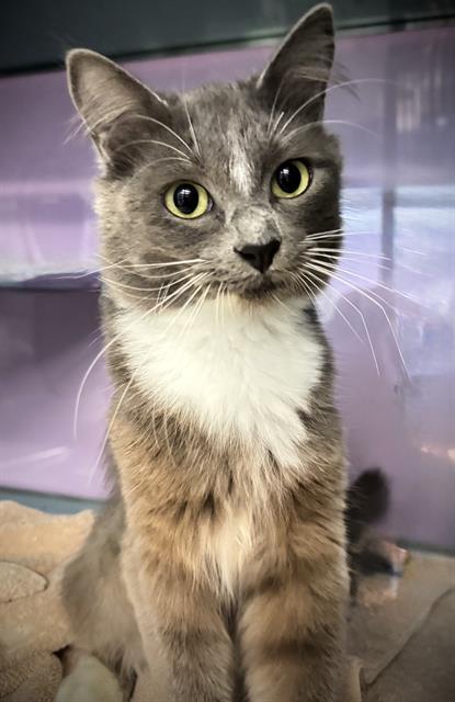 NINA*, Adoptable, Young Female Domestic Medium Hair.