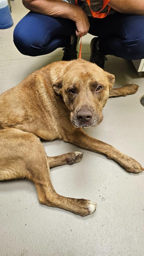 Chief, Adoptable, Adult Male Shar-Pei & Labrador Retriever.