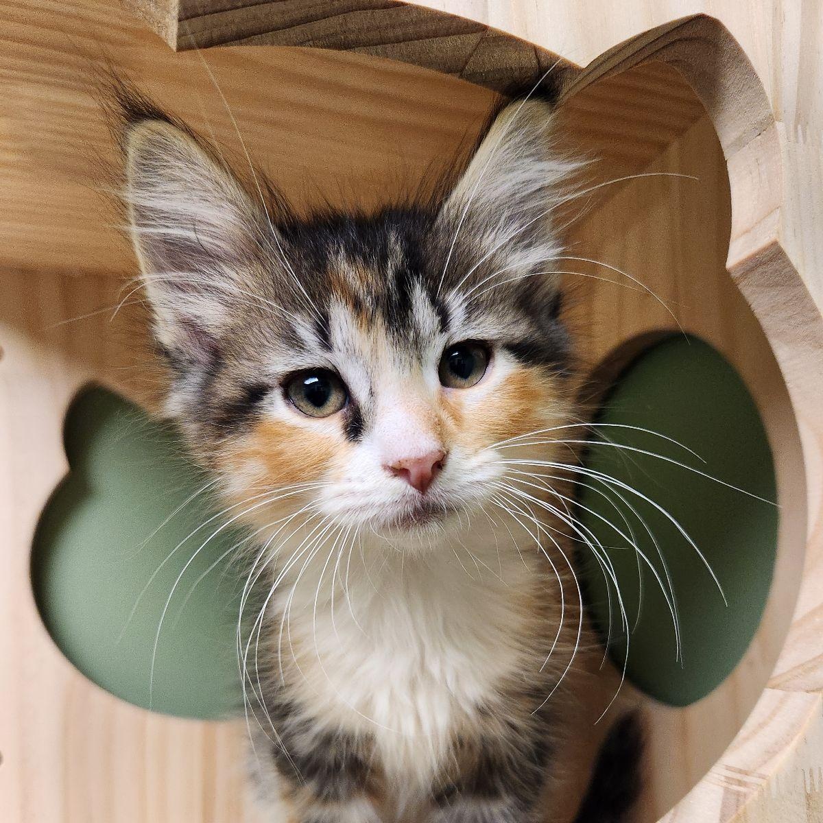 Enlarge Sandy Cheeks, a Adoptable Domestic Long Hair in Liberty, MO image 4/4