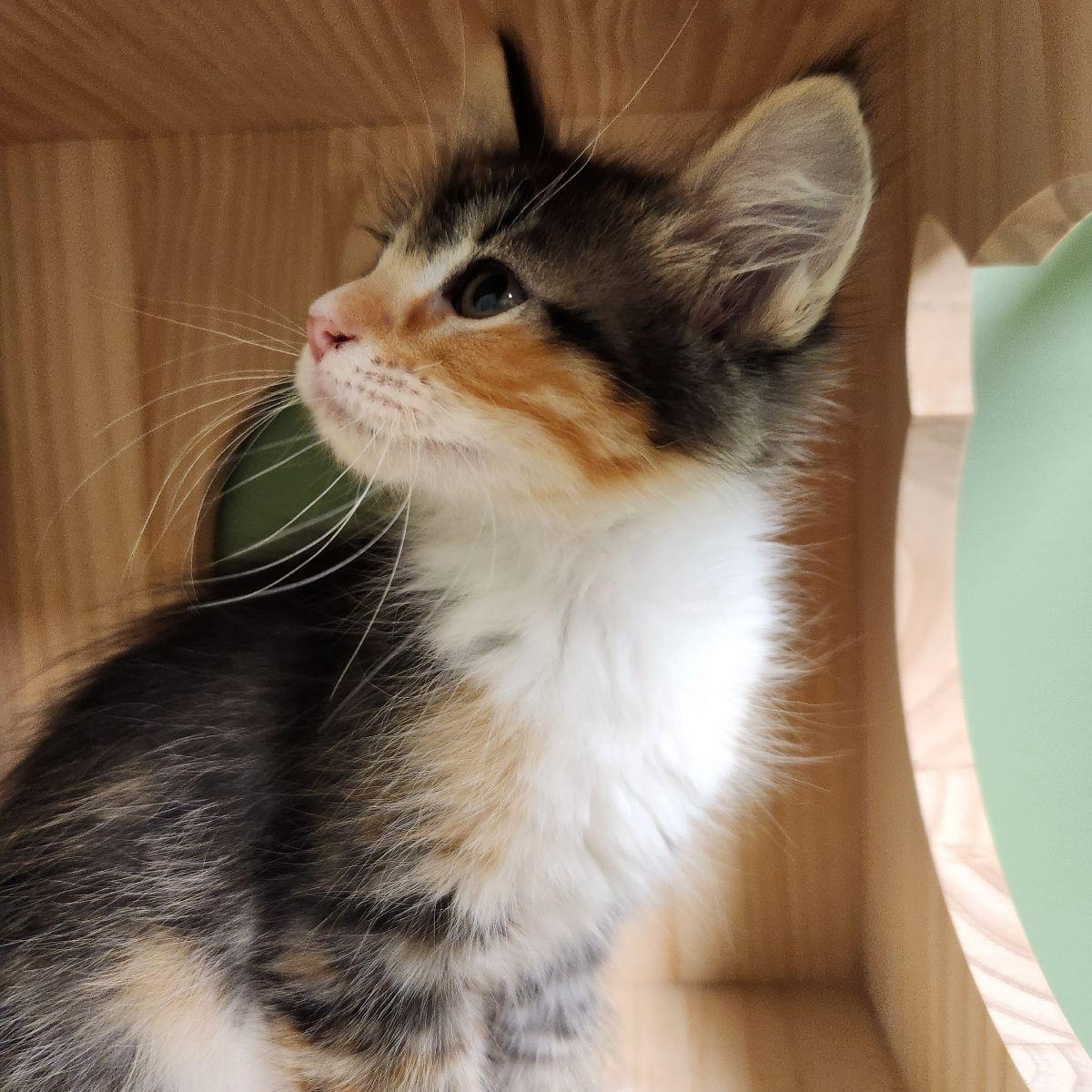 Enlarge Sandy Cheeks, a Adoptable Domestic Long Hair in Liberty, MO image 2/4