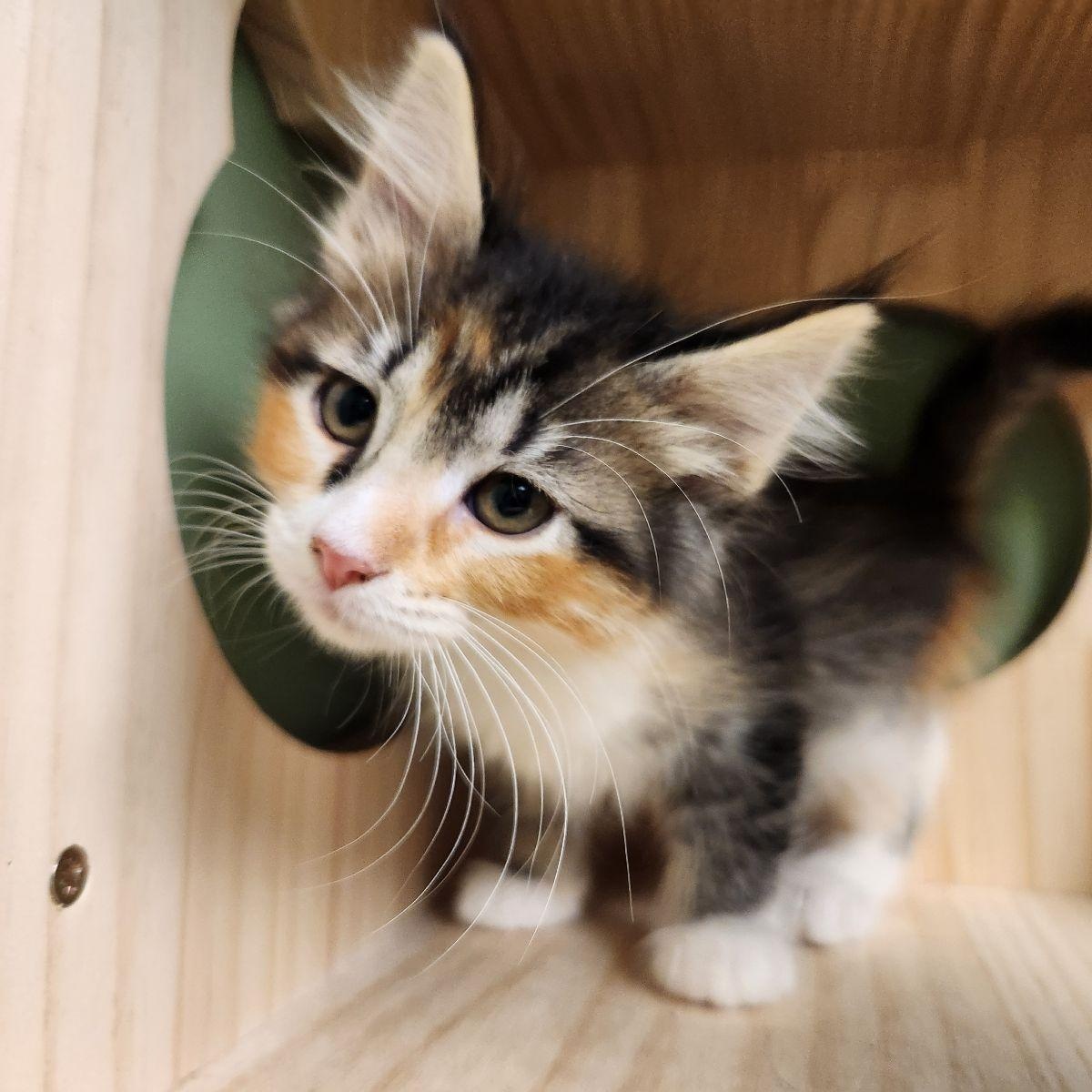 Enlarge Sandy Cheeks, a Adoptable Domestic Long Hair in Liberty, MO image 3/4