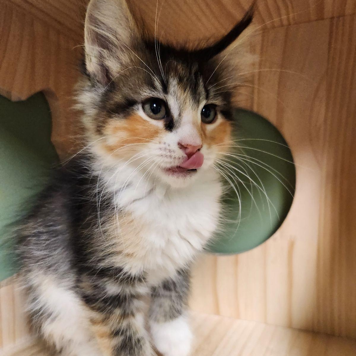 Sandy Cheeks, Adoptable, Kitten Female Domestic Long Hair.