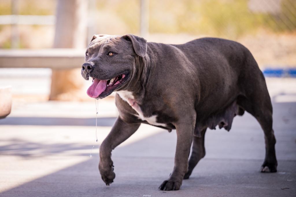 Enlarge Bella, a Adoptable Pit Bull Terrier in Twentynine Palms, CA image 1/5