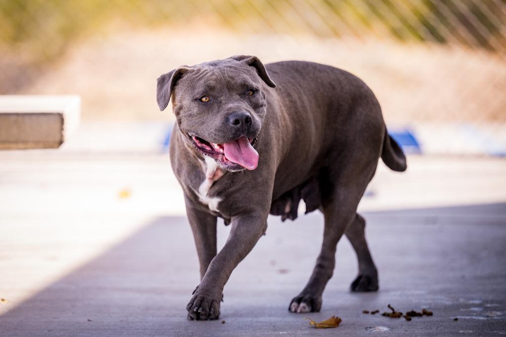 Enlarge Bella, a Adoptable Pit Bull Terrier in Twentynine Palms, CA image 2/5