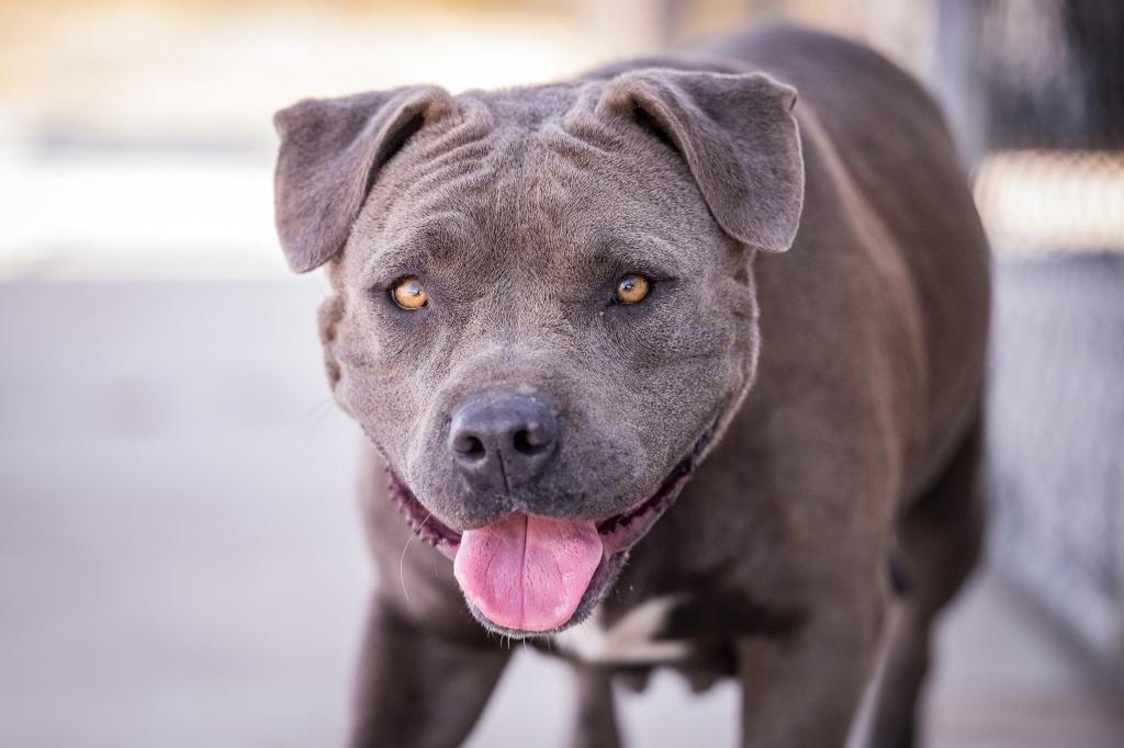Enlarge Bella, a Adoptable Pit Bull Terrier in Twentynine Palms, CA image 3/5