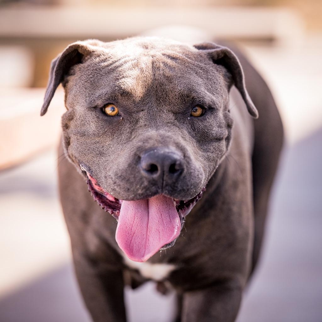 Enlarge Bella, a Adoptable Pit Bull Terrier in Twentynine Palms, CA image 4/5