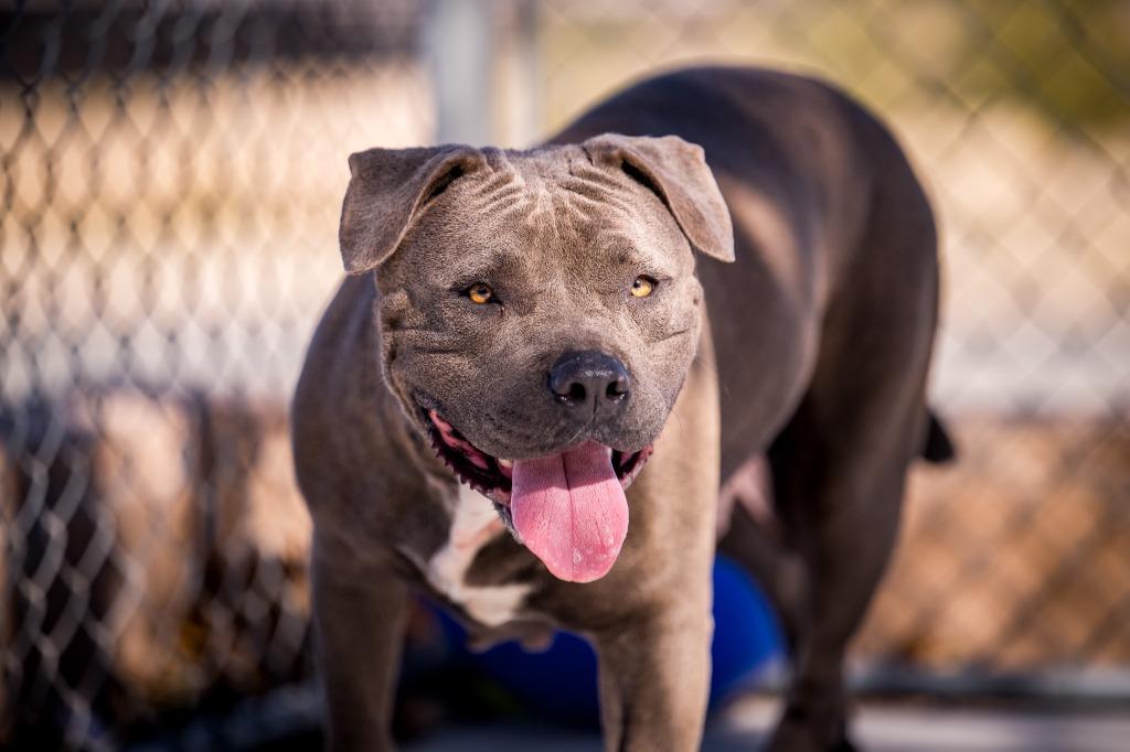 Bella, a Adoptable Pit Bull Terrier in Twentynine Palms, CA image 5/5