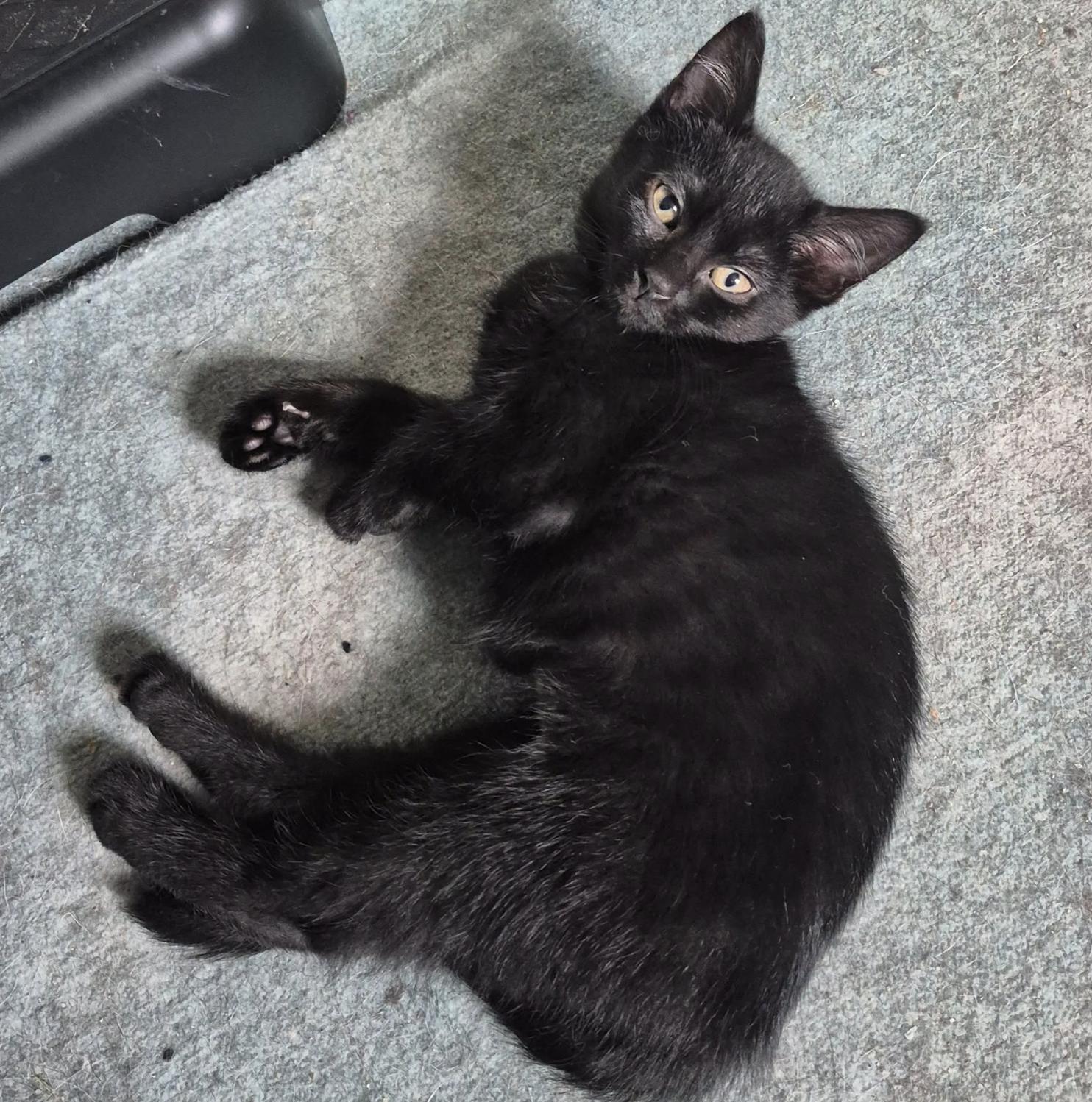 Enlarge Indee, a Adoptable Domestic Short Hair in Rochester, NY image 1/2